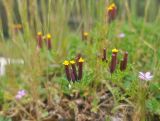 Tagetes multiflora. Верхушки цветущих растений. Перу, Анды, археологический памятник Пука Пукара. 14 марта 2014 г.