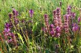 Pedicularis verticillata. Цветущие растения в разнотравье. Кольский п-ов, Восточный Мурман, Дальние Зеленцы. 04.08.2009.