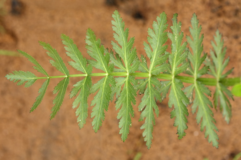 Изображение особи Sium latifolium.