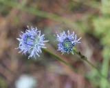 Jasione montana