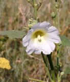 Alcea nudiflora. Цветок. Кыргызстан, Чуйская обл., предгорье, склон восточнее с. Орто-Сай. 27.06.2015.