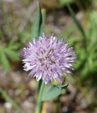 Allium amblyophyllum. Соцветие. Кыргызстан, Нарынская обл., левый берег р. Нарын, долина руч. Бурган-Суу. 11.06.2015.