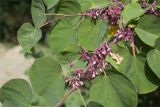 Cercis siliquastrum. Побег с отцветающими соцветиями и завязывающимися плодами. Крым, Карадагский заповедник, биостанция, парк. 27.09.2012.