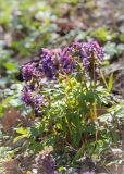 Corydalis solida. Цветущее растение. Санкт-Петербург, Старый Петергоф, парк \"Сергиевка\", газон. 25.04.2015.