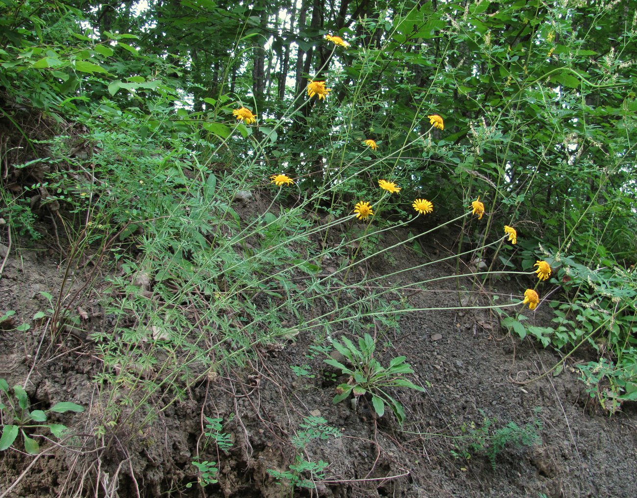 Изображение особи Anthemis tinctoria.