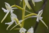 Platanthera bifolia