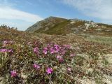 Rhododendron lapponicum