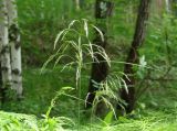 Deschampsia cespitosa. Верхушка побега с соцветием. Иркутская обл., Шелеховский р-н, окр. с. Шаманка, лесополоса между р. Иркут и дорогой. 08.07.2016.