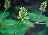 Astragalus glycyphyllos. Часть побега с соцветием. Крым, Балаклавский р-н, скалы Кара-Коба, опушка дубового леса. 07.06.2016.