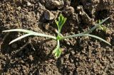 Eschscholzia californica. Проросток. Украина, г. Луганск, ул. Братьев Палкиных, сорное на цветнике. 20.04.2017.