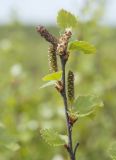 Betula &times; alpestris