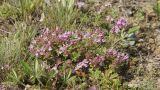 Thymus minussinensis