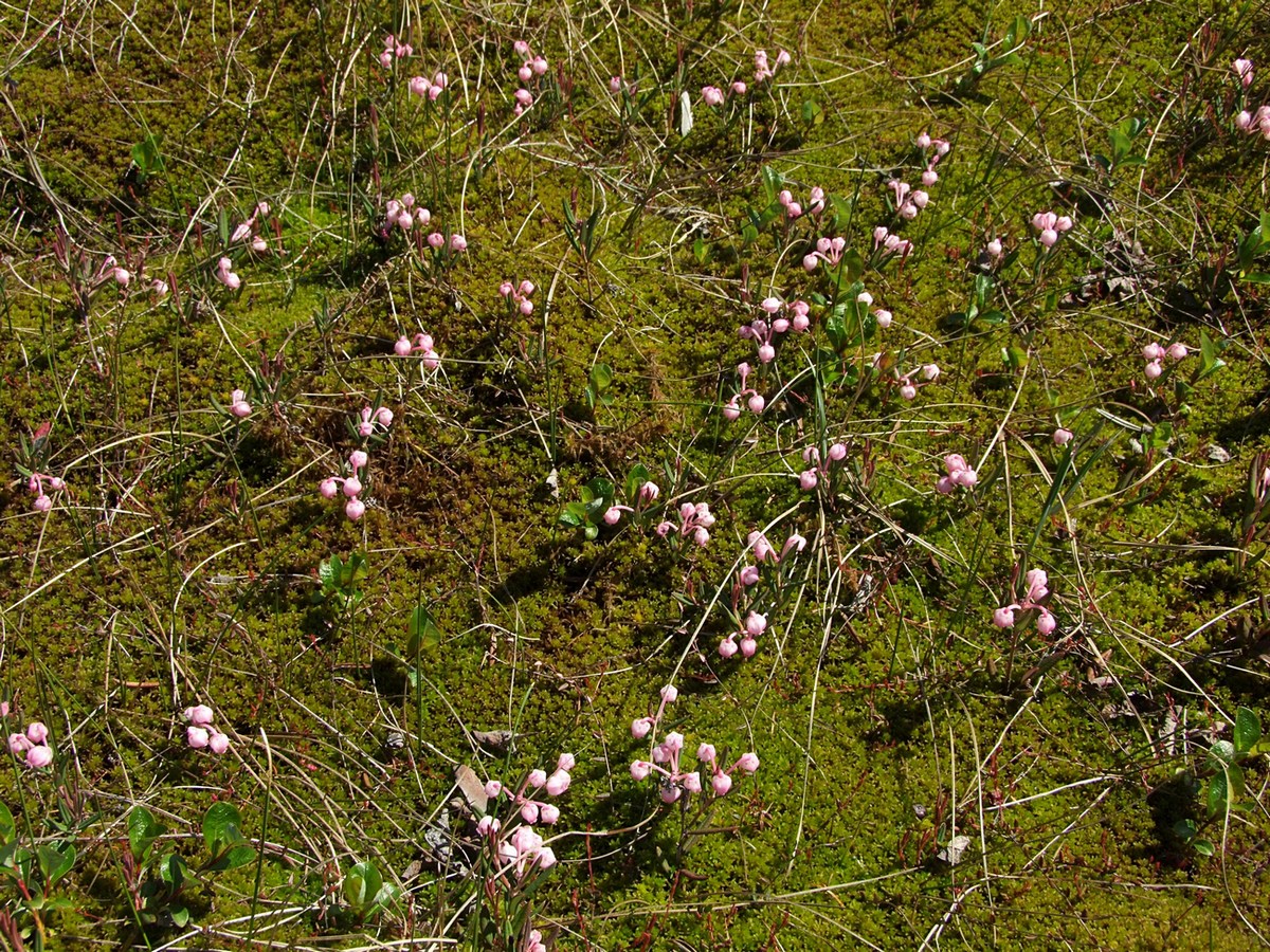 Изображение особи Andromeda polifolia.