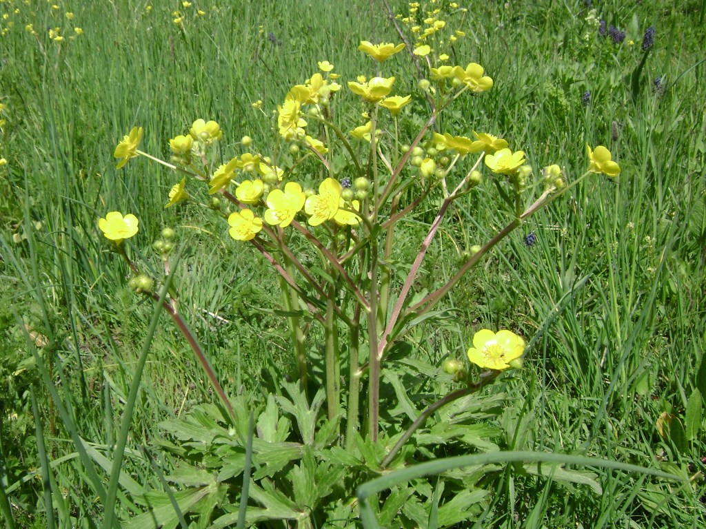 Изображение особи Ranunculus meyerianus.