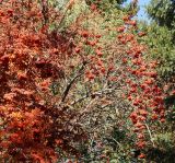 Sorbus aucuparia