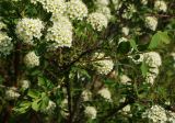 Spiraea crenata. Нижняя часть цветущей ветви. Восточный Казахстан, г. Усть-Каменогорск, Архитектурно-ландшафтный музей-заповедник, в культуре. 21.05.2017.