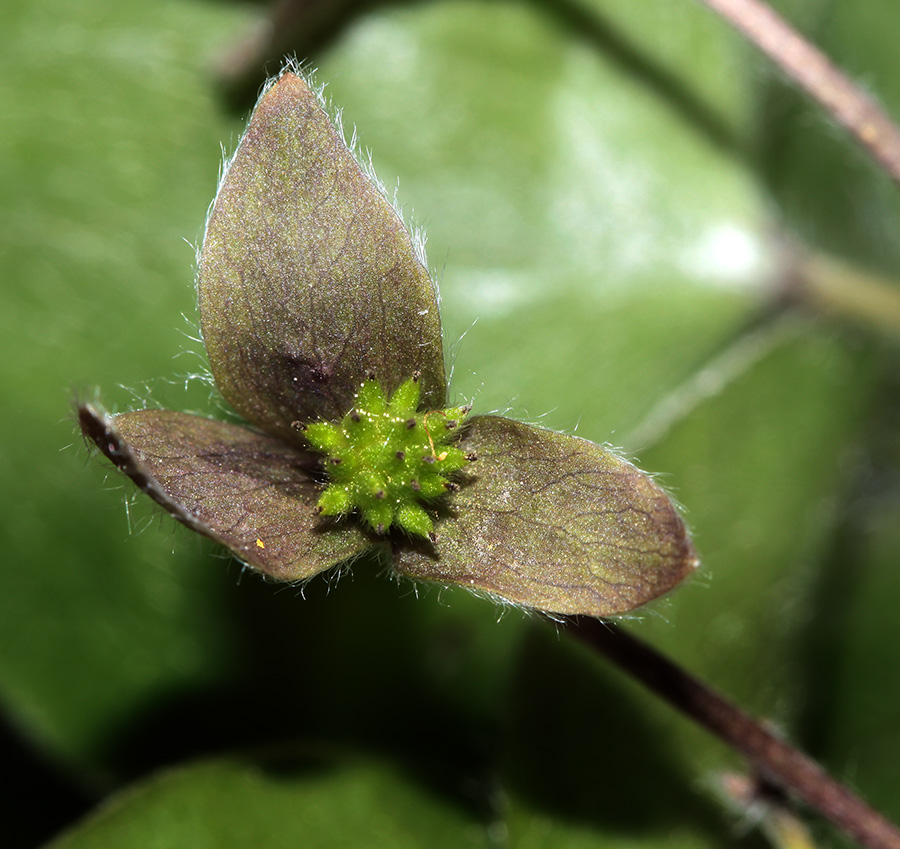 Image of Hepatica asiatica specimen.