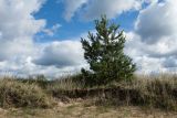 Pinus sylvestris. Молодое растение на границе суходольного луга и песчаного пляжа. Псковская обл., Гдовский р-н, дер. Лунёвщина, берег Чудского озера. 29.09.2018.