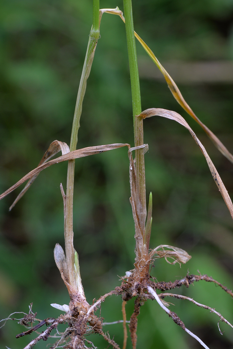 Изображение особи Elymus caninus.