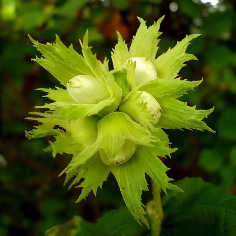 Изображение особи Corylus avellana.