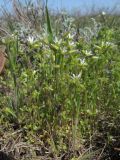 Cerastium syvaschicum