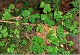 Oxalis acetosella. Куртина под пологом соснового леса. Тверская область, Ржевский р-н, р. Волга, г. Рождественская. 2 августа 2010 г.