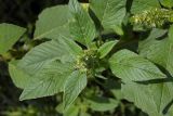 Amaranthus retroflexus