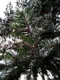 Abies holophylla. Часть веточки. Санкт-Петербург, Петроградский р-н, Ботанический сад им. Петра Великого, в культуре. 06.01.2021.