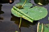 Nelumbo caspica. Разворачивающийся лист. Астраханская обл., Лиманский р-н, окр. с. Воскресеновка, ерик Семёновский банк, в воде. 21.08.2020.