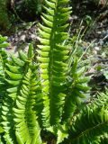 Polystichum lonchitis