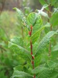 Salix × livescens. Побег. Пензенская обл., Спасский р-н, с. Ново-Зубово, опушка леса. 18.09.2010.