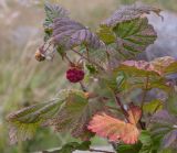 Rubus idaeus. Веточка с плодами. Кабардино-Балкария, Черекский р-н, Кабардино-Балкарский высокогорный заповедник, Черек-Безенгийское ущелье, ≈ 2100 м н.у.м., морена у места впадения руч. Жигинжи-Су в реку Черек-Безенгийский. 16.08.2021.