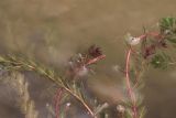 Myriophyllum spicatum