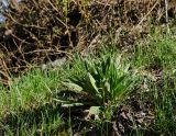 Cynoglossum officinale