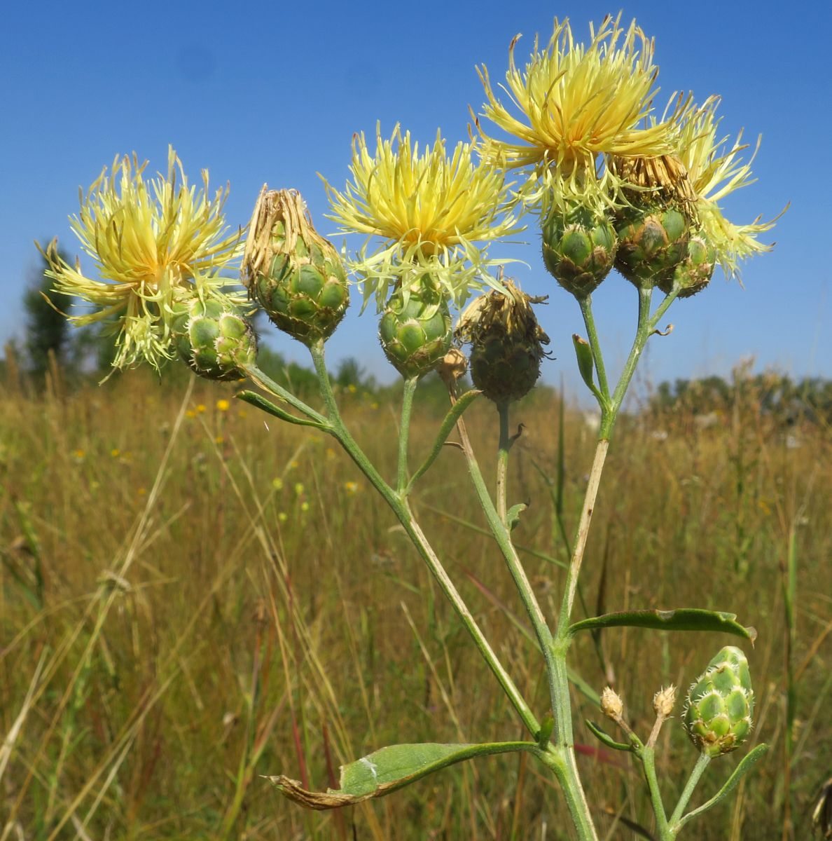 Изображение особи Centaurea salonitana.