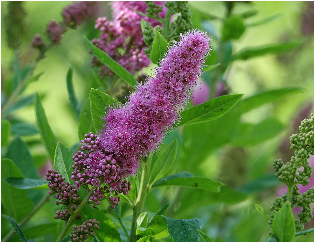 Изображение особи Spiraea &times; billardii.