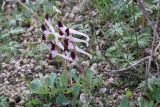 Corydalis popovii