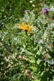 Inula grandiflora