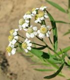 Achillea cartilaginea. Часть соцветия. Нижегородская обл., Городецкий р-н, р. Линда, прибрежный песок. 14.07.2010.