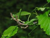 Alnus kolaensis. Верхушка побега с развивающимся соплодием. Мурманская обл., Североморский р-н, окр. пос. Росляково, пойменный разнотравный березняк. 12.06.2011.