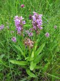 Dactylorhiza majalis