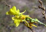 Linaria genistifolia