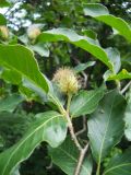 Fagus × taurica. Верхушка ветви с завязавшимся соплодием. Крым, гора Северная Демерджи. 2 июня 2012 г.