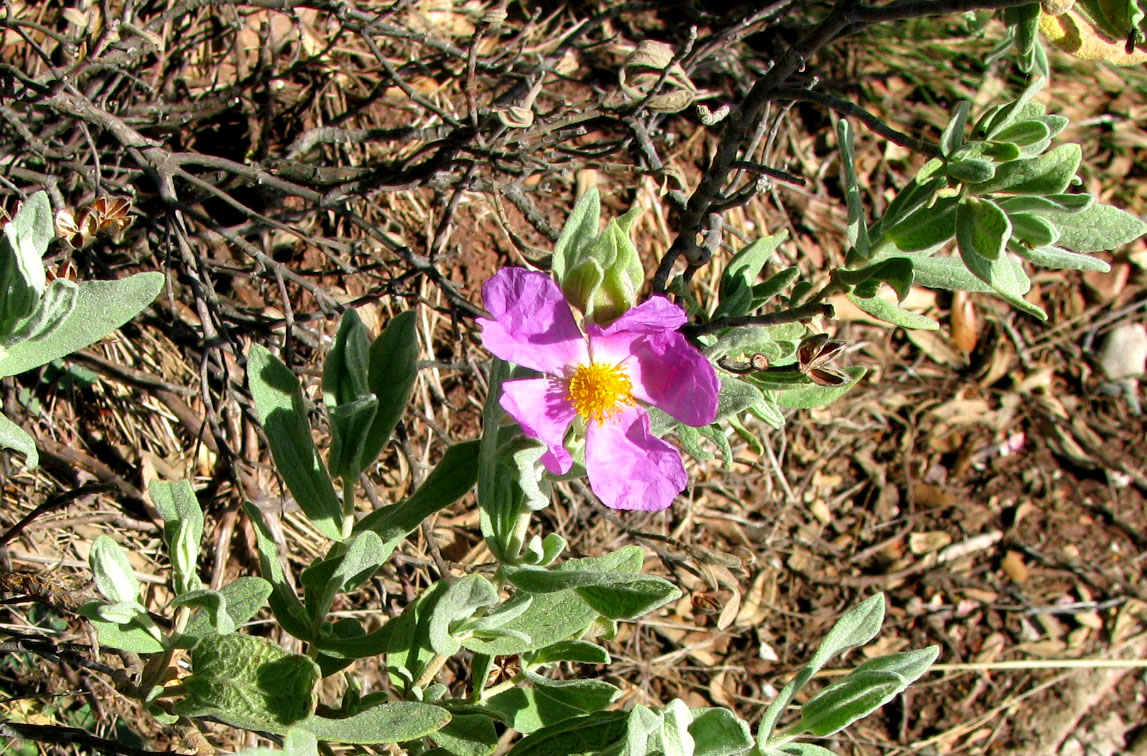 Изображение особи Cistus albidus.