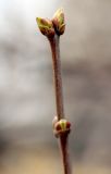 Syringa vulgaris