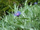 Centaurea fuscomarginata