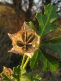 Hibiscus trionum