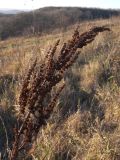 Rumex crispus