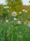 Erigeron annuus