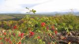 род Rosa. Ветвь с плодами. Краснодарский край, Крымский р-н, окр. станицы Нижнебаканская, закустаренный луг. 26.09.2013.